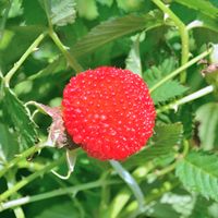 Malinotruskawka Malina Ponętna Truskawka (Rubus illecebrosus) Doniczka 2.0L