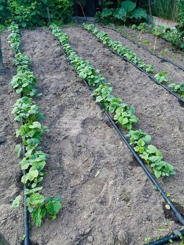LINIA KROPLUJĄCA NAWADNIANIE KROPELKOWE 400m WĄŻ KROPELKUJĄCY BARDZO MOCNY na Arena.pl
