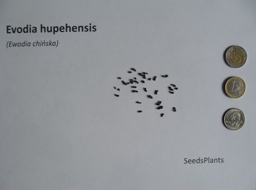 EWODIA CHIŃSKA Evodia hupehensis NASIONA 2000 sztuk - 10g. na Arena.pl