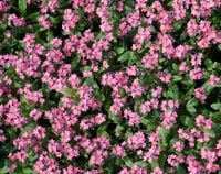 NASIONA Niezapominajka RÓŻOWA 0,5g Kwiaty Niezapominajki 422315