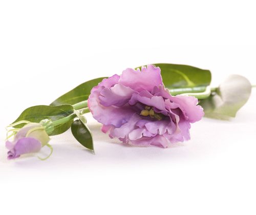 Eustoma fioletowa jesienna na Arena.pl