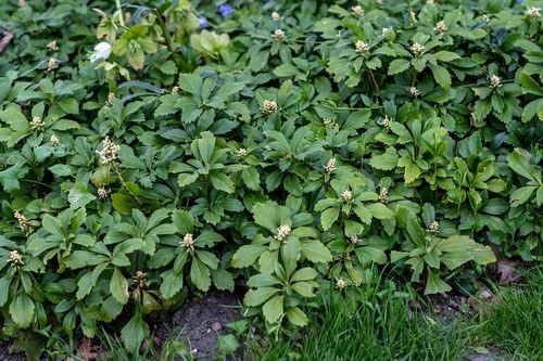 Runianka japońska Green Carpet - Pachysandra terminalis na Arena.pl
