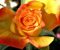 RÓŻA RÓŻE WIELKOKWIATOWA HERBACIANA