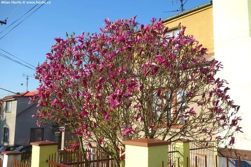 MAGNOLIA SUSAN - sadzonki 10 / 15 cm na Arena.pl