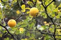 Pomarańcza Trójlistkowa poncyria sadzonka 30-50cm P9