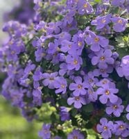 Bakopa Bacopa Sutera niebieska, sadzonki