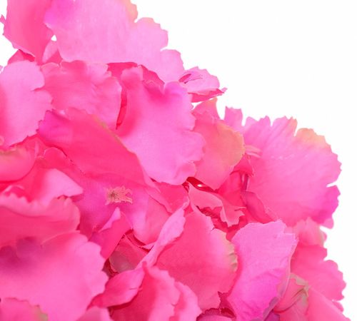 Hortensja wyrobowa na Arena.pl