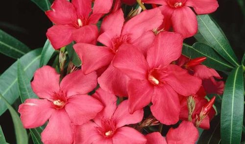 Oleander Tricolor 3 kolory w jednej doniczce C3 na Arena.pl