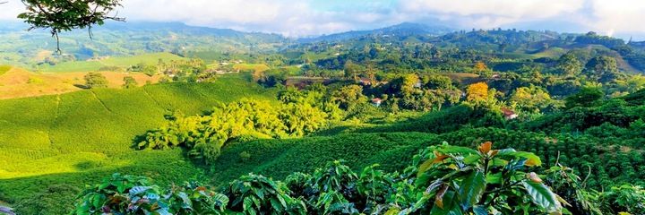 Kawa ZIELONA ziarno do palenia Nikaragua SHG 1kg zdjęcie 3