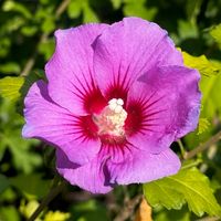 Hibiskus Syryjski Różowy (Hibiscus syriacus) Ketmia Sadzonka 3.0L