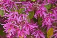 LOROPETALUM zimozielona miododajna - sadzonki 30 / 40 cm