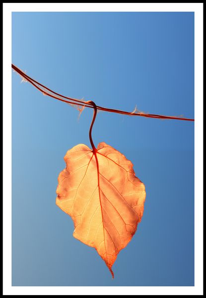 Plakat 61x91,5cm Ostatni Liść zdjęcie 3