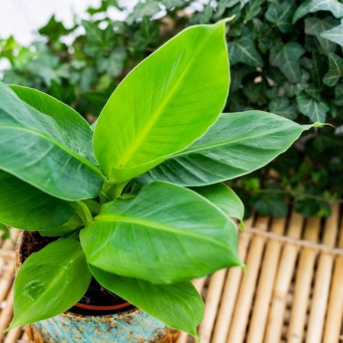 Musa Dwarf 'Cavendish' Bananowiec - EGZOTYCZNY BANAN W DOMU - Duże Liście na Arena.pl