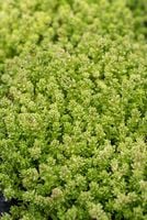 Rozchodnik ostry Yellow Queen - Sedum acre