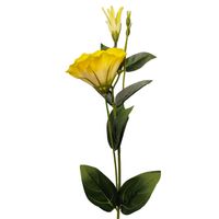 Eustoma pojedyncza żółta 6szt