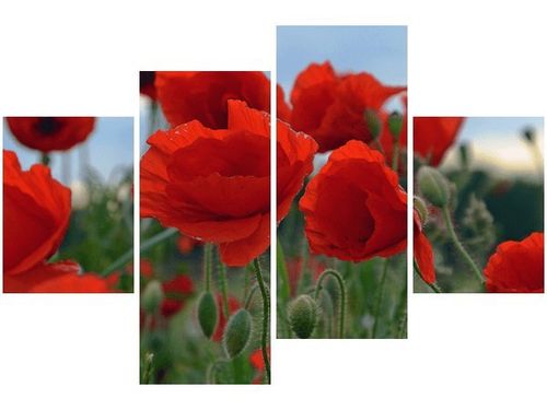 140CM 70 OBRAZ MAKI DUNCAN ŚCIENNY na Arena.pl