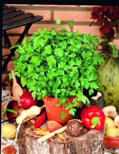 PIETRUSZKA NACIOWA GIGANTE D'ITALIA 2G NASIONA BARDZO PLENNA AROMATYCZNA na Arena.pl