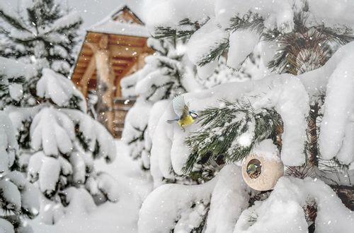 NOWOCZESNY KARMNIK DLA PTAKÓW ZIMUJĄCYCH LISA + POKARM KARMA ZIARNO 1KG na Arena.pl