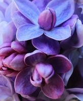 BEZ LILAK Carpe Diem niebiesko-fioletowy - sadzonki 5 / 10 cm