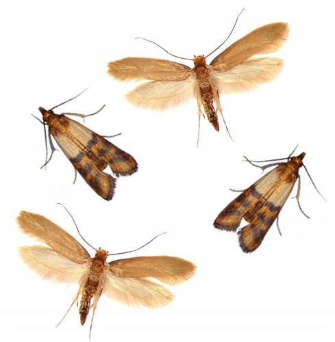 bros - na mole spożywcze - 10 szt. na Arena.pl