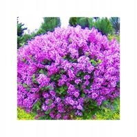 Bez Lilak Meyera Palibin 10 / 20 CM