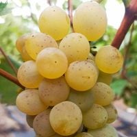 Winorośl KRISTALY (Vitis) w doniczkach P11, wysokość 40-60 cm