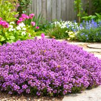 MACIERZANKA PURPLE BEAUTY FIOLETOWA FINEZJA