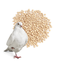 Groch paszowy żółty 98%  idealny dodatek do paszy dla ptaków 5 kg