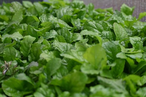 Dąbrówka rozłogowa Gold Chang - Ajuga reptans na Arena.pl