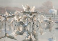 Fototapeta na wymiar Łabędzie jezioro 200x130