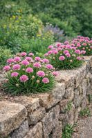 Zawciąg nadmorski Splendens Armeria maritima różowy bylina na słońce