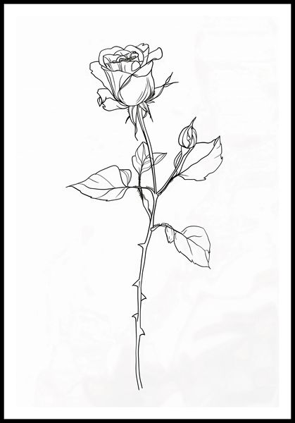 Plakat 68x101cm Kontur Róży zdjęcie 3