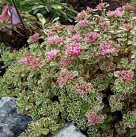 Rozchodnik kaukaski TRICOLOR Wielobarwny Na skalniak Na suche gleby P9