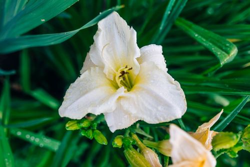 Liliowiec 'White Temptation' Biały Duże Kwiaty (Hemerocallis) Doniczka 2.0L na Arena.pl