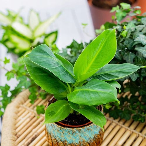 Musa Dwarf 'Cavendish' Bananowiec - EGZOTYCZNY BANAN W DOMU - Duże Liście na Arena.pl