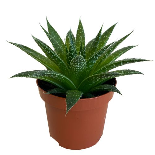 ALOES ARISTATA CLOCK BUY 10 cm na Arena.pl