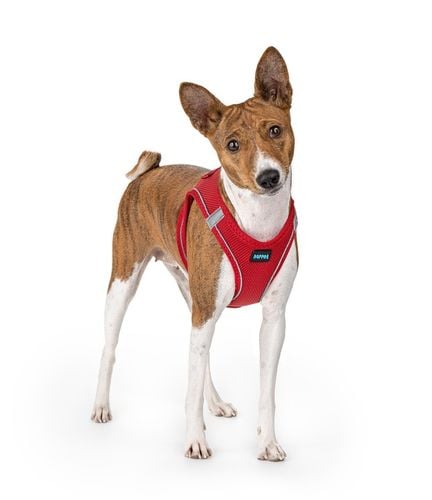 MOCNE SZELKI BEZUCISKOWE DLA PSA, KOTA M 44-48 cm + GRATIS SMACZKI na Arena.pl