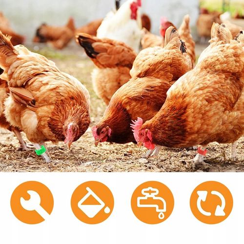 ZNACZNIKI OBRĄCZKI KLIPSY DLA KUR KACZEK GĘSI PTAKÓW 16MM 0.5-2.5kg na Arena.pl