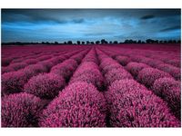 OBRAZ LAWENDOWY NCUSKI KRAJOBRAZ