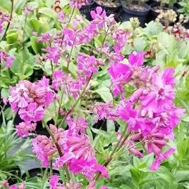 Firletka smółka sadzonka bylina skalniak na Arena.pl