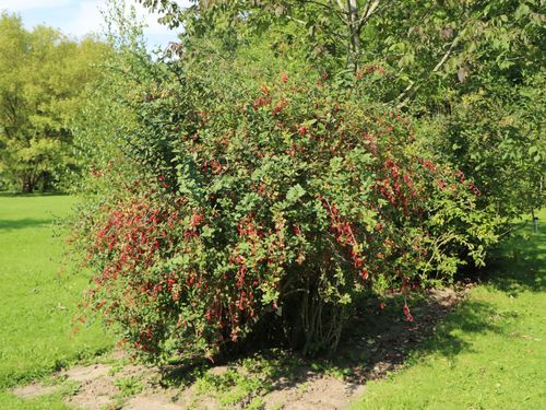 BERBERYS POSPOLITY Berberis vulgaris - NASIONA 600 sztuk - 10g. na Arena.pl