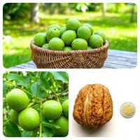 ORZECH WŁOSKI JACEK DUŻE ORZECHY SADZONKA 70 cm