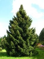 Świerk serbski 3lata SADZONKI GK Picea Omorica 20-40cm