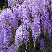 WISTERIA GLICYNIA CHIŃSKA PIĘKNE PNĄCZE KRZEWY24