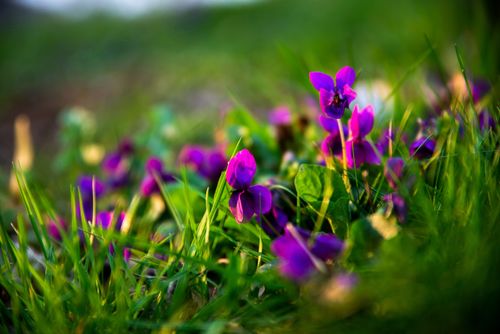 Fiołek motylkowaty Różowy 'Rosea' (Viola sororia) Doniczka 1.0L na Arena.pl