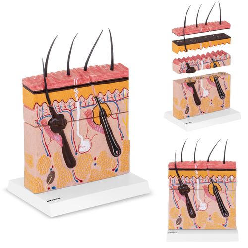 model anatomiczny przekroju skóry człowieka na Arena.pl