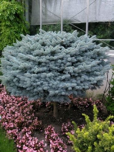 Świerk Glauca Globosa P9 na Arena.pl