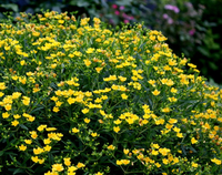 Dziurawiec KLAMA GEMO 20-40cm Żółte Kwiaty