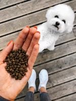 Karma Nature’s Protection dla maltańczyków 1,5 kg STOP ZACIEKOM jagnięcina