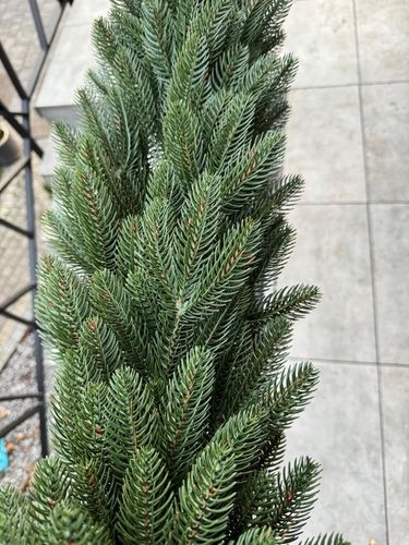 Wianek Świąteczny 100% PE ŚWIERK 3D REAL TREE 60cm Naturalny wygląd KOMINEK na Arena.pl